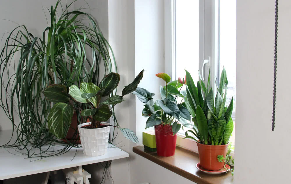 Indoor Blooms and Plants for Warm and Cozy Winters